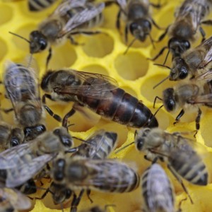 Bienen Königinnen