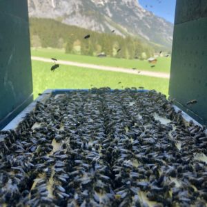 Bienenvolk Zander Tirol kaufen