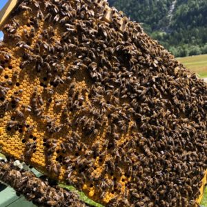 Bienenvolk Dadant Blatt