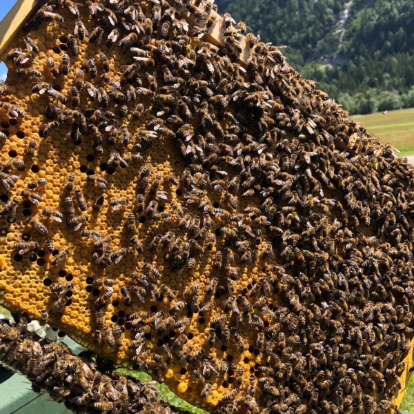 Bienenvolk Dadant Blatt