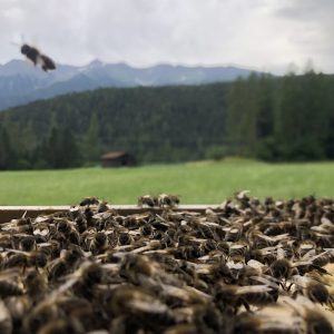 Bienen kaufen Tirol